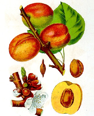 Apricot